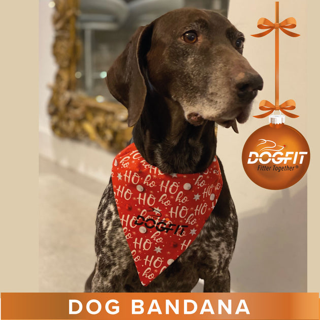 CHRISTMAS CANICROSS GIFT GUIDE - Shop Now – DogFit - Canicross kit