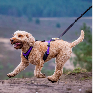 Canicross Dog Harnesses - DogFit