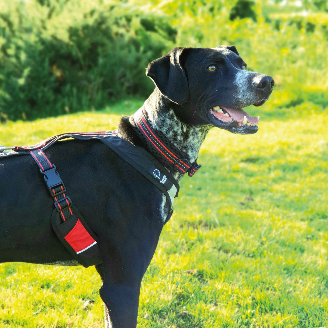 Arctic Wolf Adventure Harness – DogFit Canicross kit, advice and