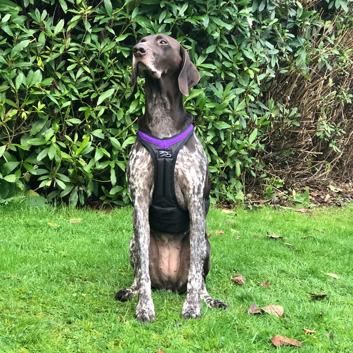 German Shorthaired Pointer wearing purple DogFit canicross harness