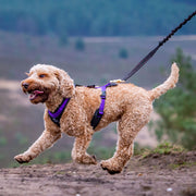 Canicross Harness dog running