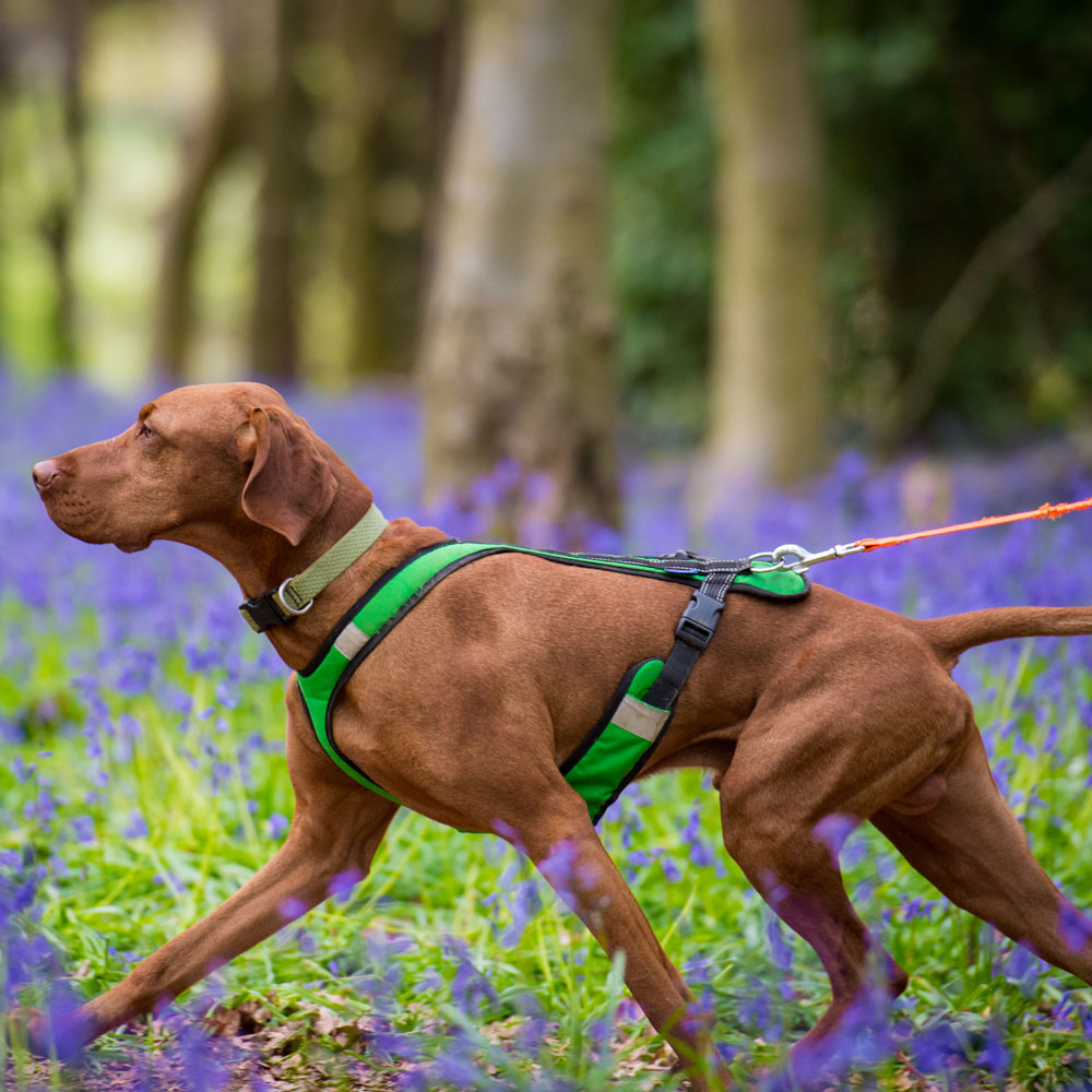 Zero DC Short Canicross Harness