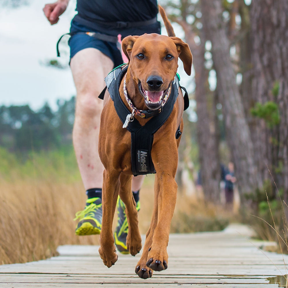 No dog harness best sale