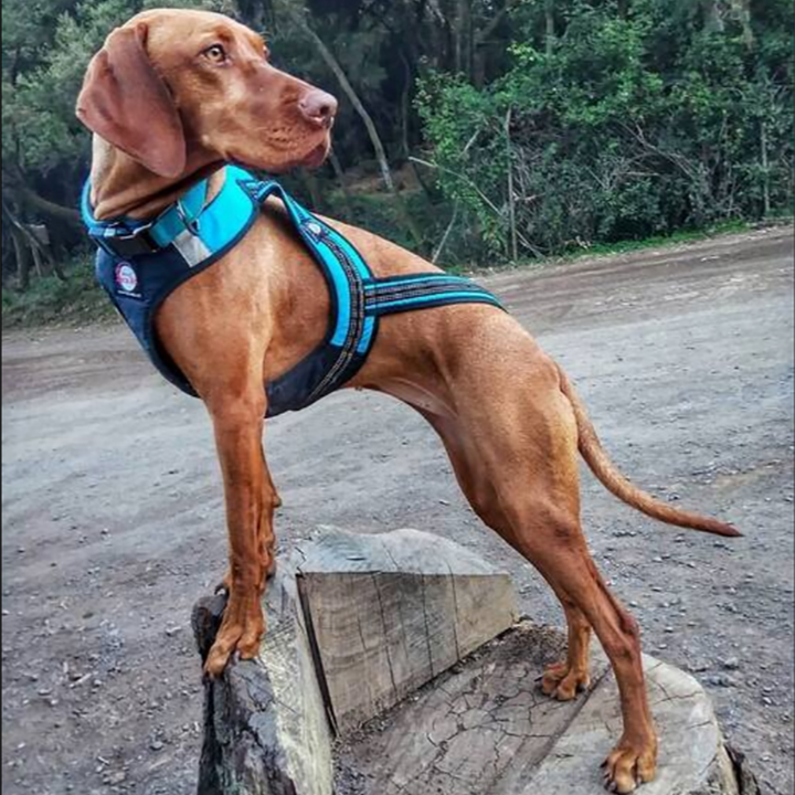 Zero DC FASTER Harness