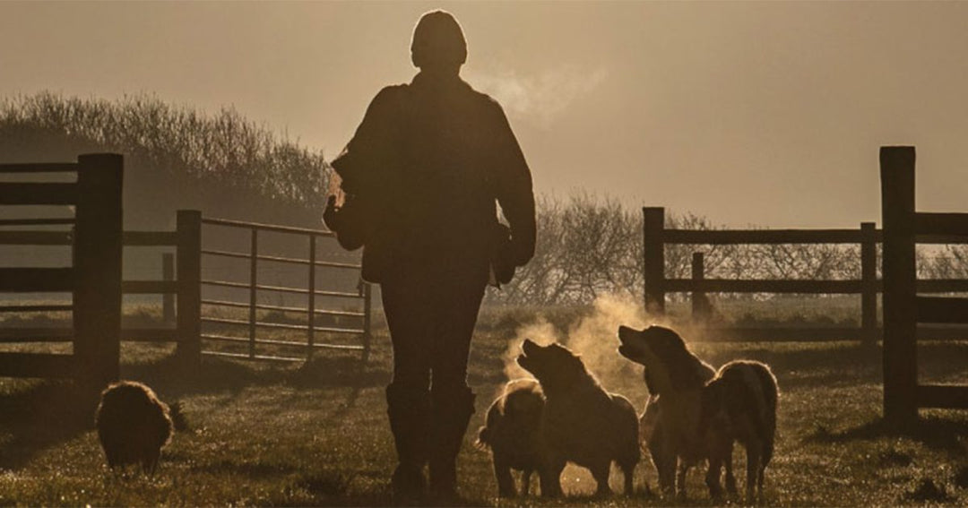 Can Gundogs Canicross?