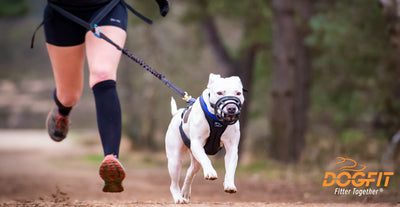 Can you Canicross with a dog wearing a muzzle?