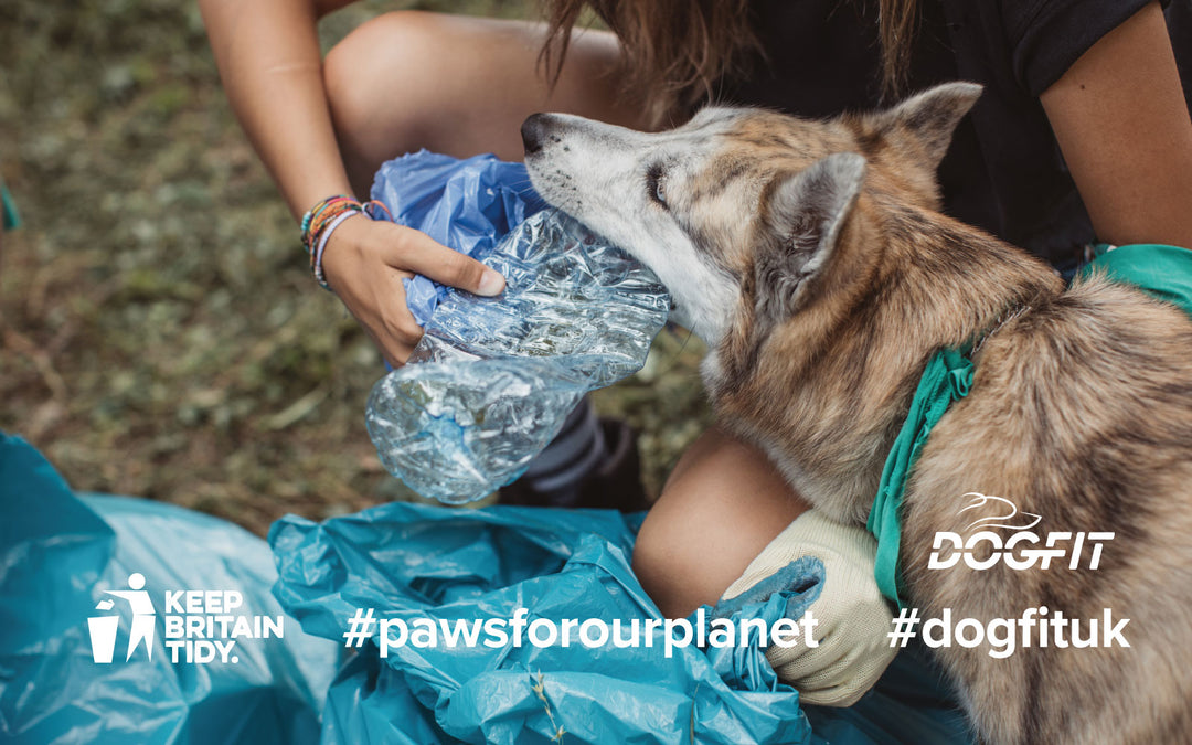 Dog helping collect litter for Keep Britain Tiday