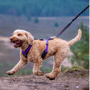 Canicross Dog Harnesses