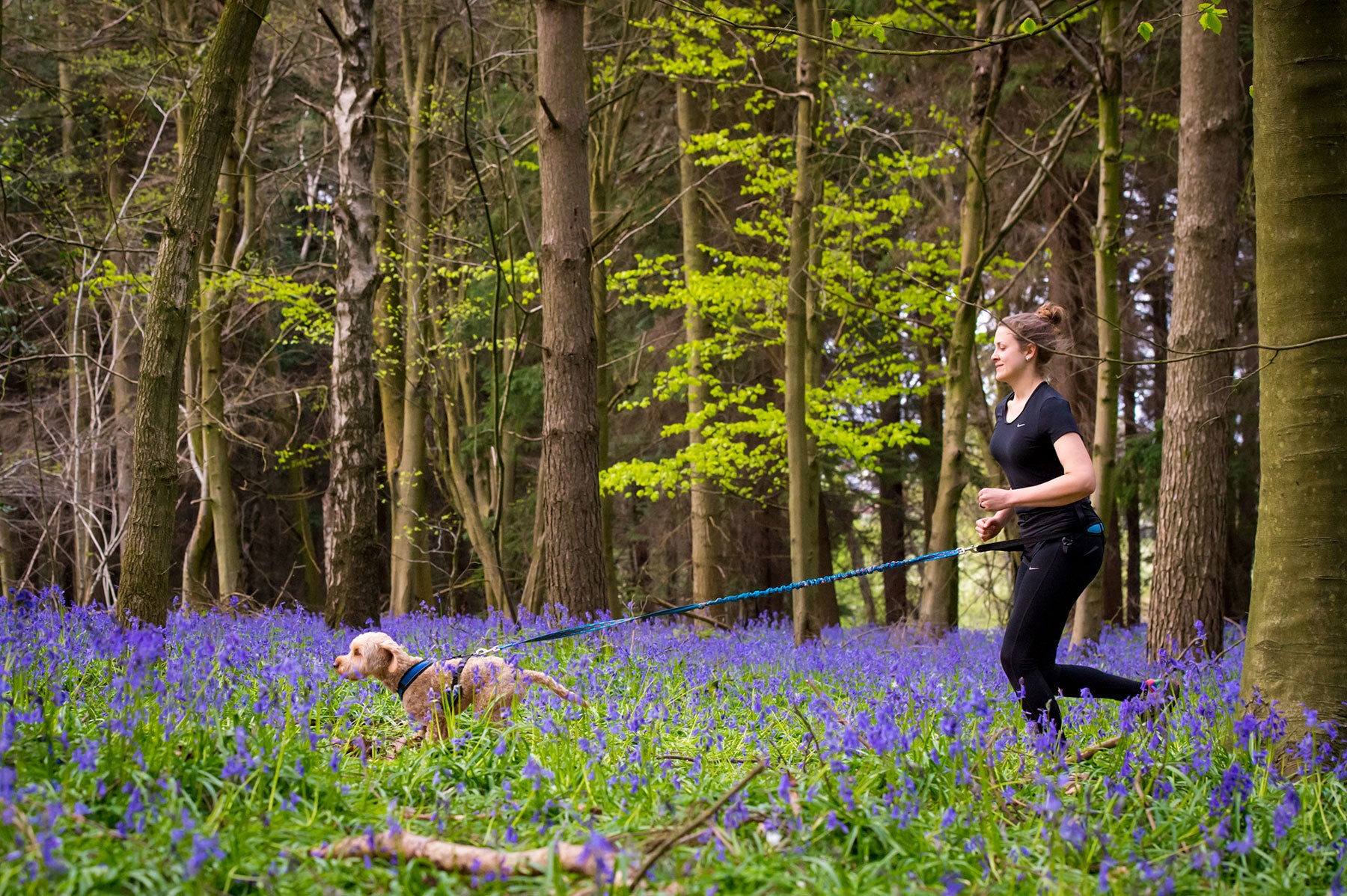 Canicrosser running with dogs through the bluebells