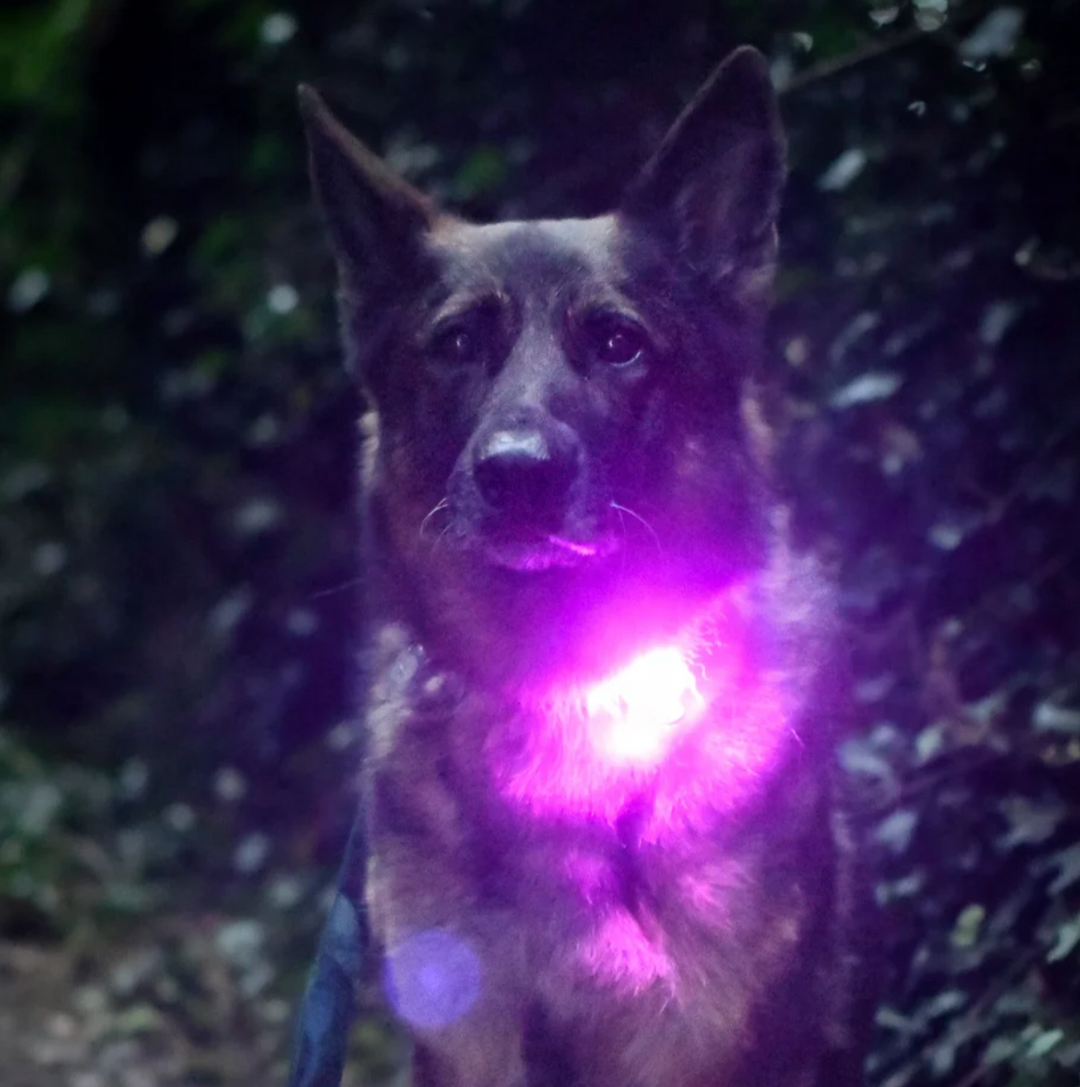 TrekBright® Dog Safety Light by Twiggy Tags