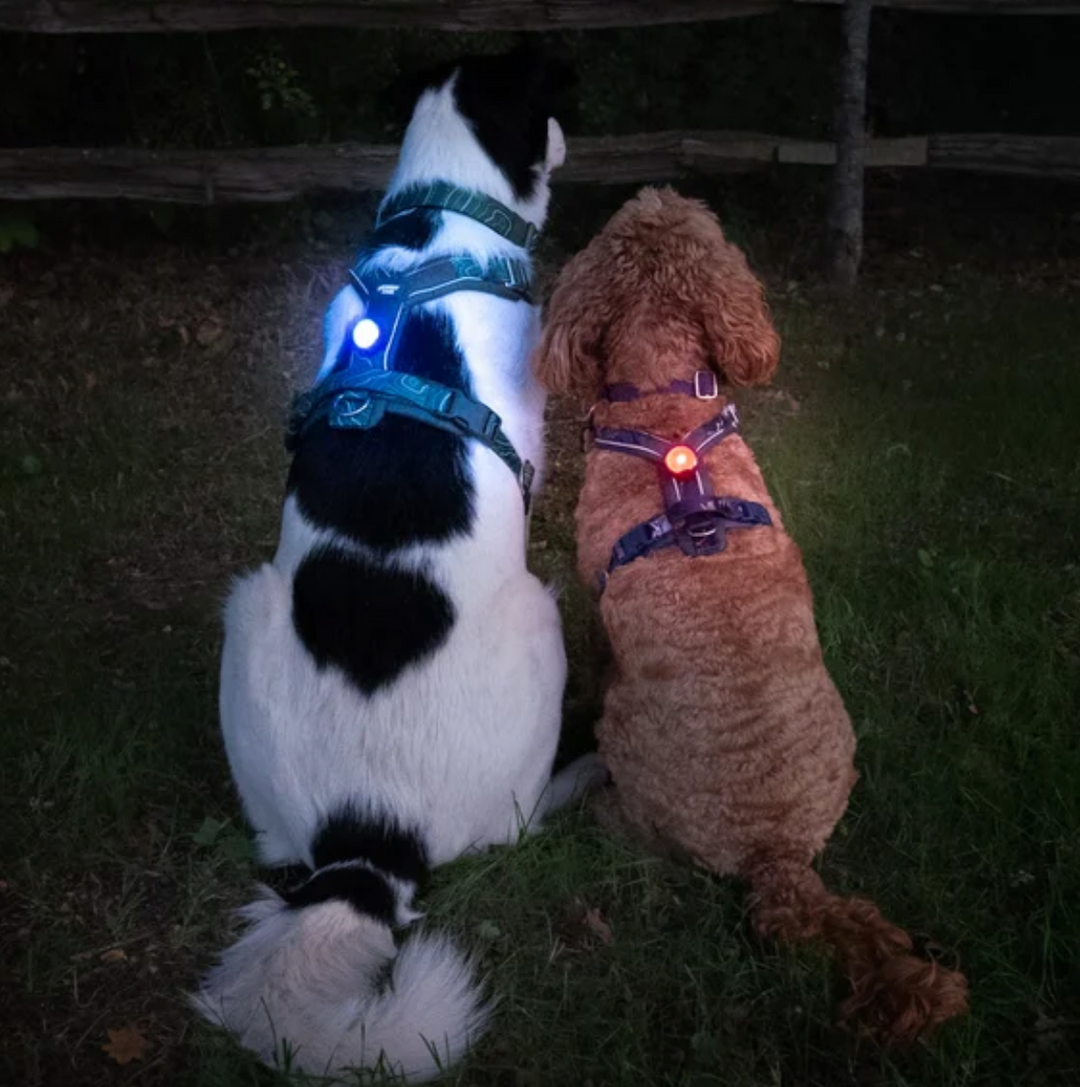 TrekBright® Dog Safety Light by Twiggy Tags