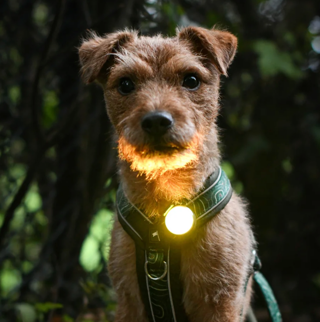 TrekBright® Dog Safety Light by Twiggy Tags