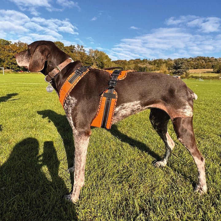 Easy Peasy Adjustable Dog Harness