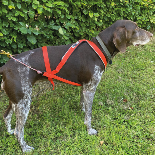 Multi-Sport harness by Arctic Wolf