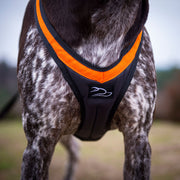 Front view of canicross harness on dog