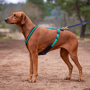 Ridgeback wearing green DogFit canicross harness