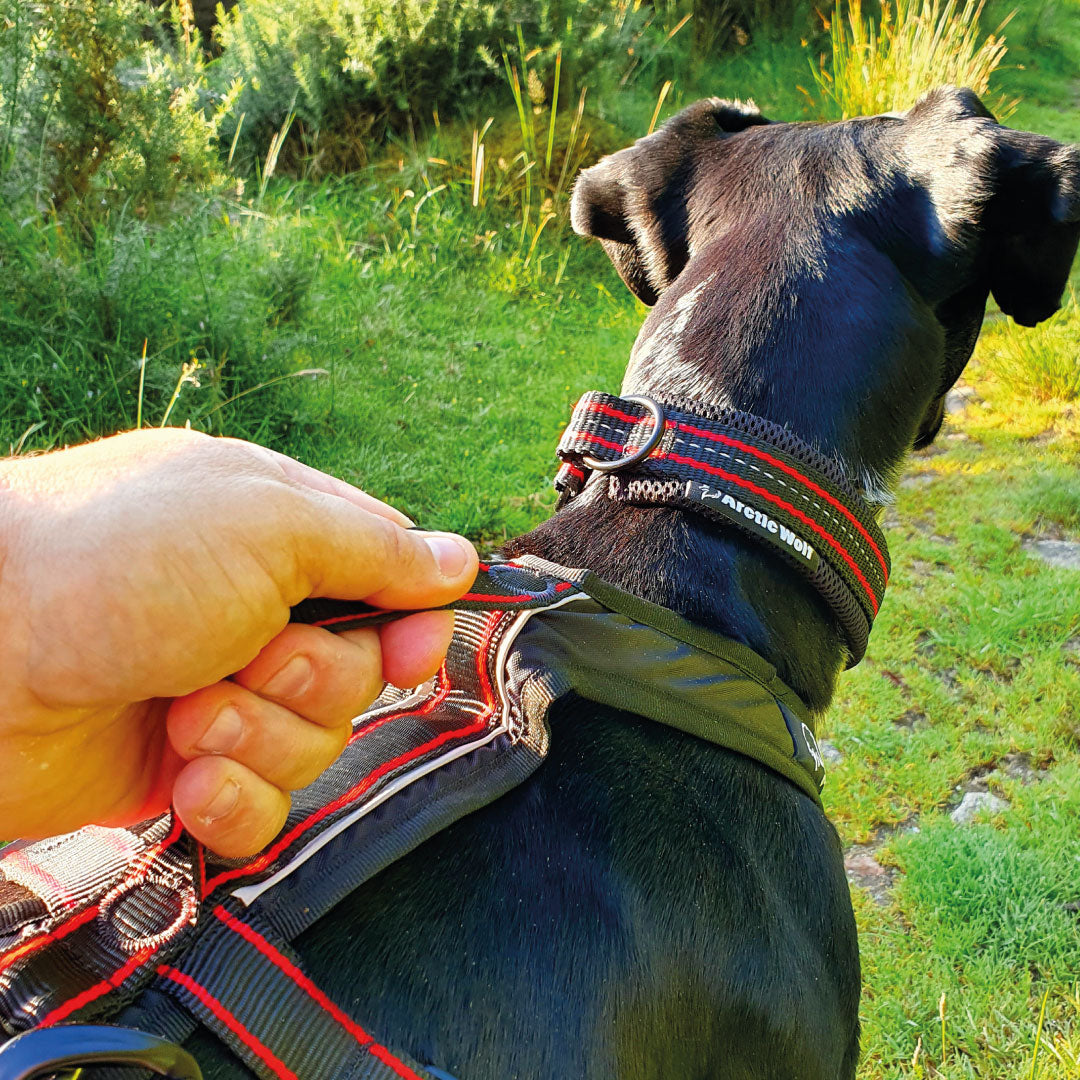 Arctic Wolf Adventure Harness