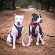 DogFit® Canicross Harness