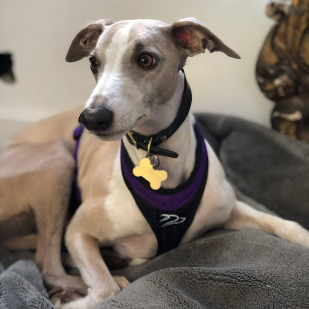Whippet wearing canicross harness