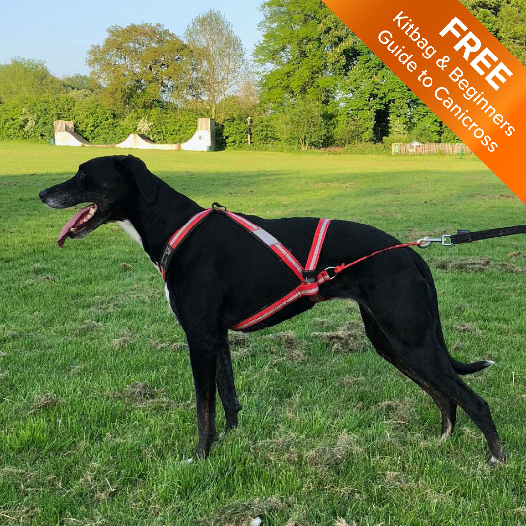 Lurcher harness best sale