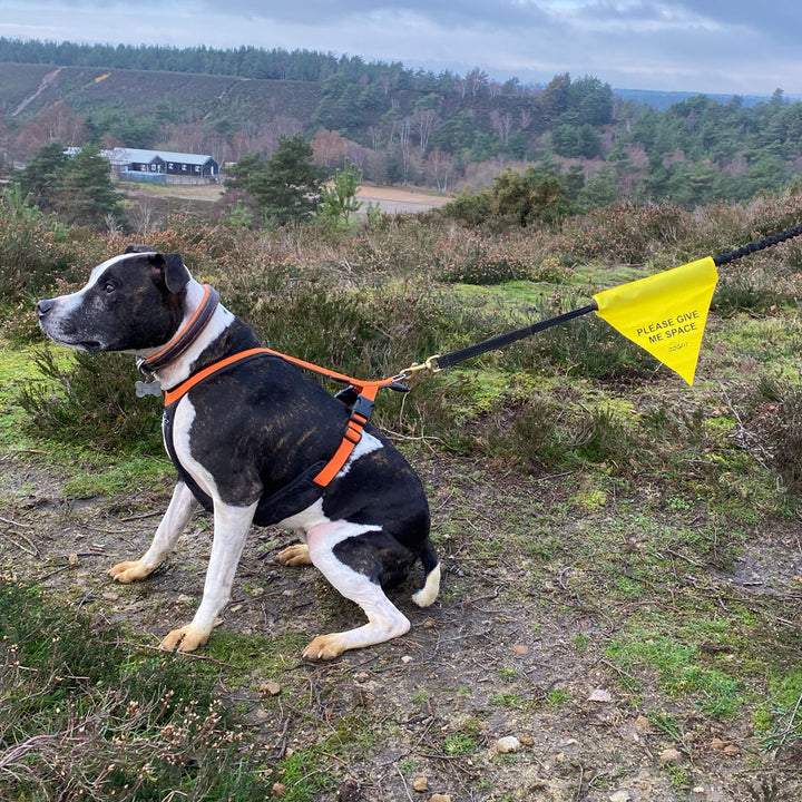 DogFit Bandanas