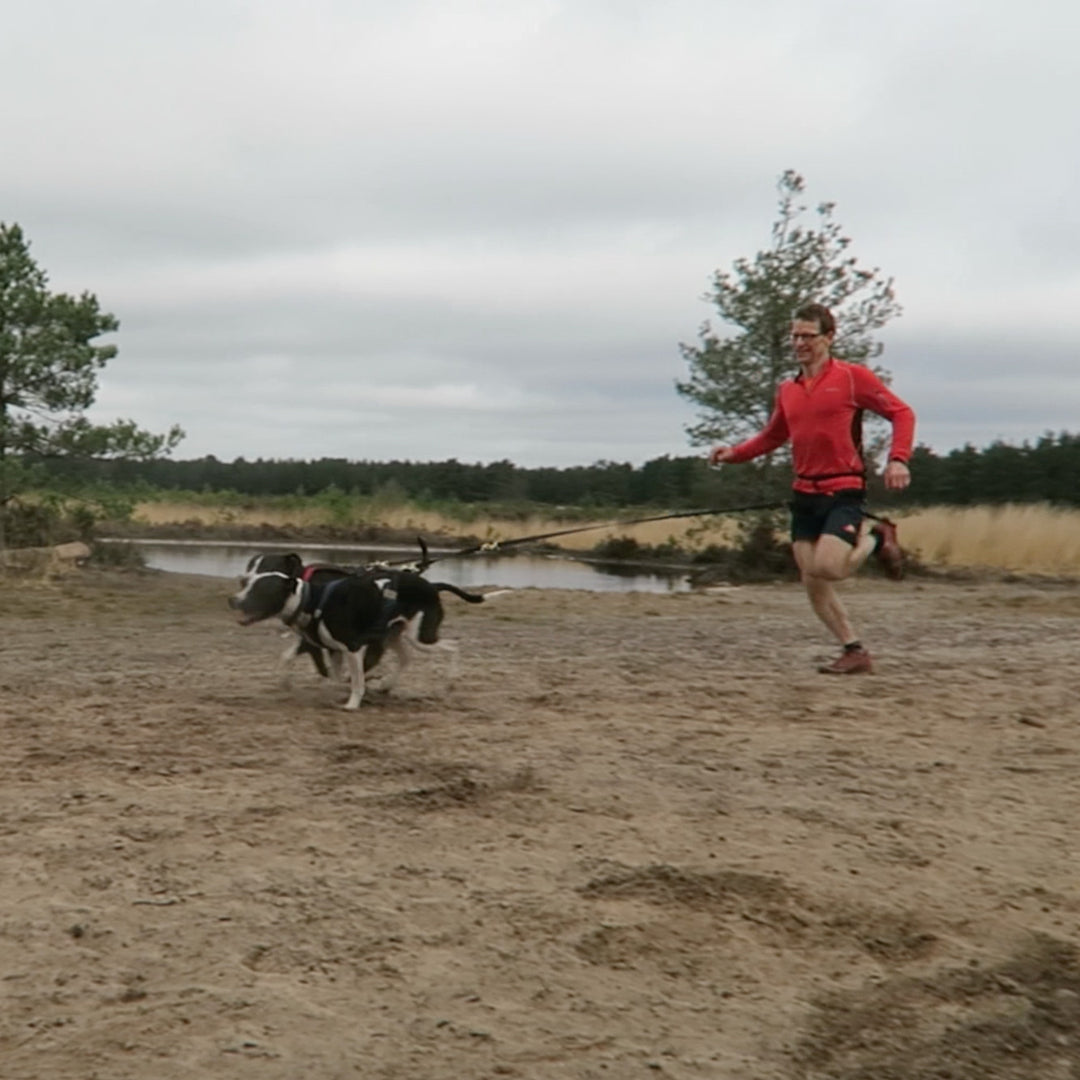 Canicross Splitter for two dogs