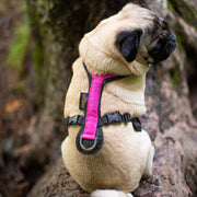 Pug wearing pink canicross harness